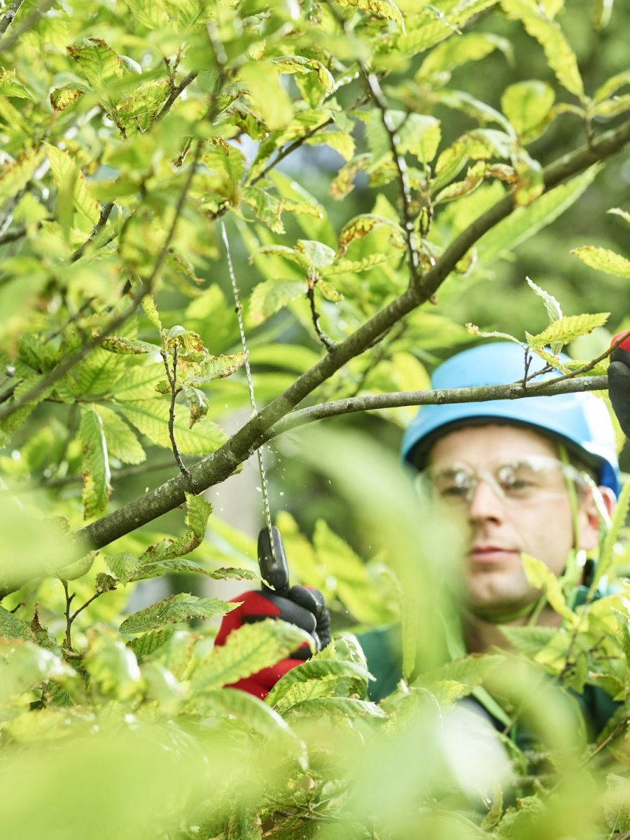tree-cutter-pruning-of-tree.jpg